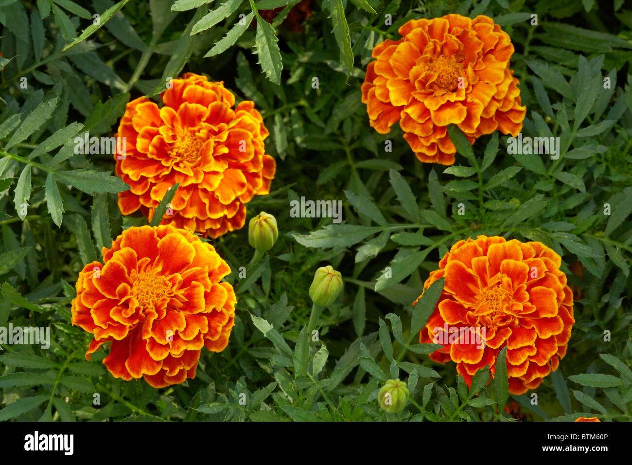 French Marigold. Scientific name: Tagetes patula. Stock Photo