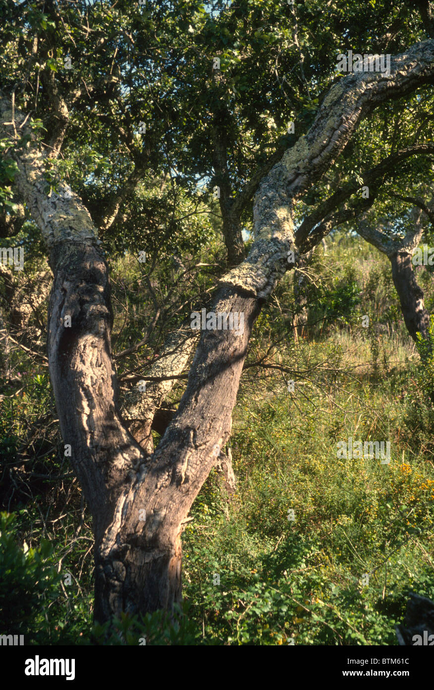 Oak tree for cork production in southern Portugal Stock Photo Alamy