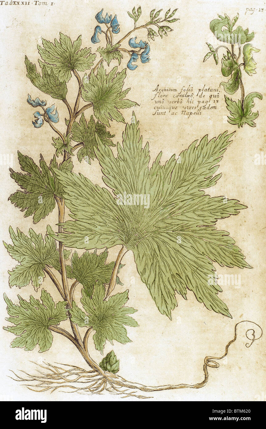 Aconitum. Seventeenth-century engraving in 'Bibliotheca Pharmaceutica-Medica' by J. Jacobi Mangeti. Stock Photo