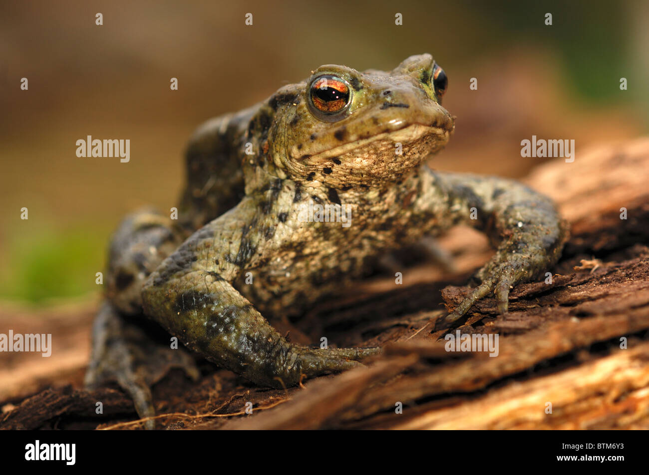 A male common toad in spring showing its front legs and face especially clearly . Dorset, UK March 2010 Stock Photo