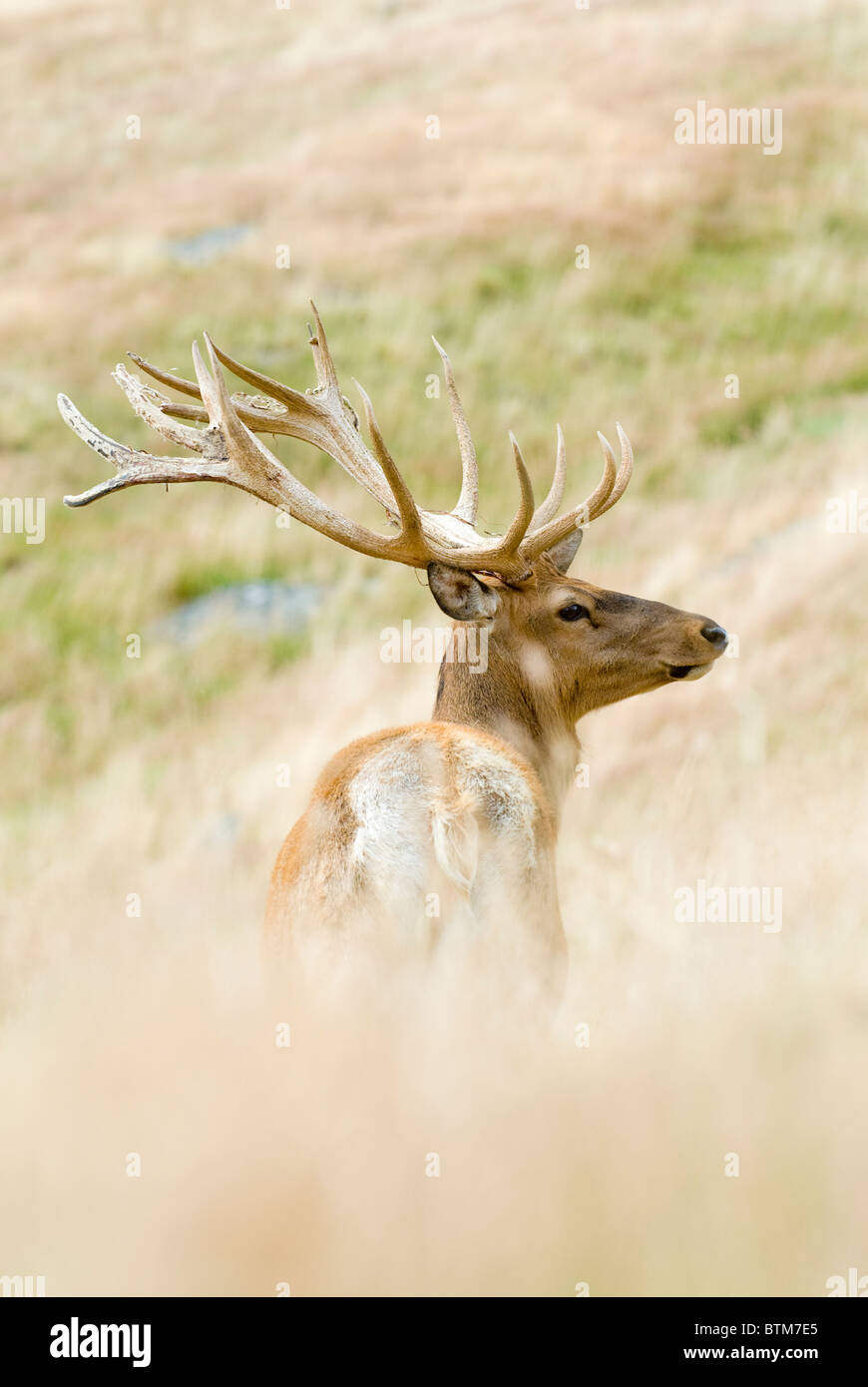 Red Deer Cervus elaphus Stock Photo