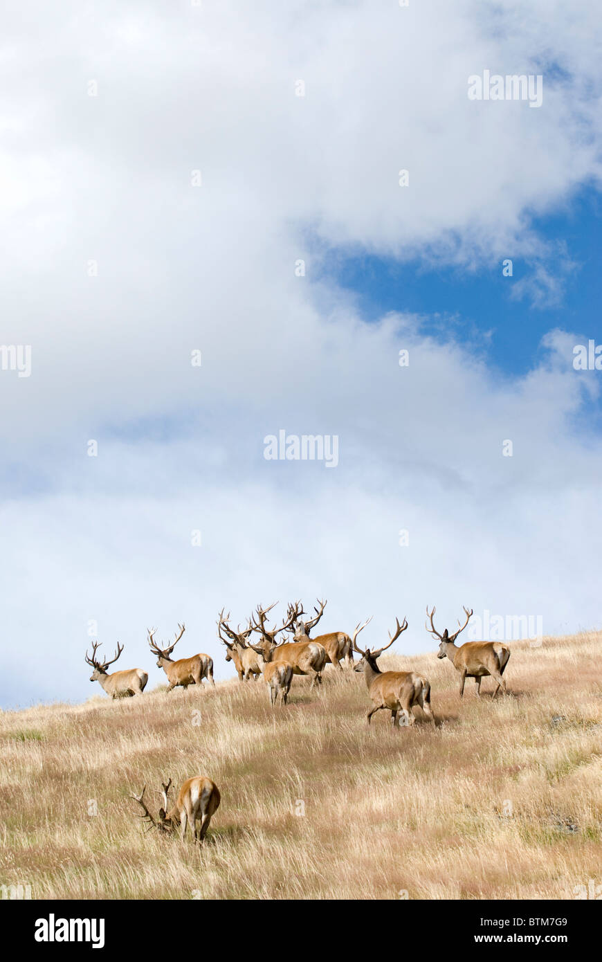 Red Deer Cervus elaphus Stock Photo - Alamy