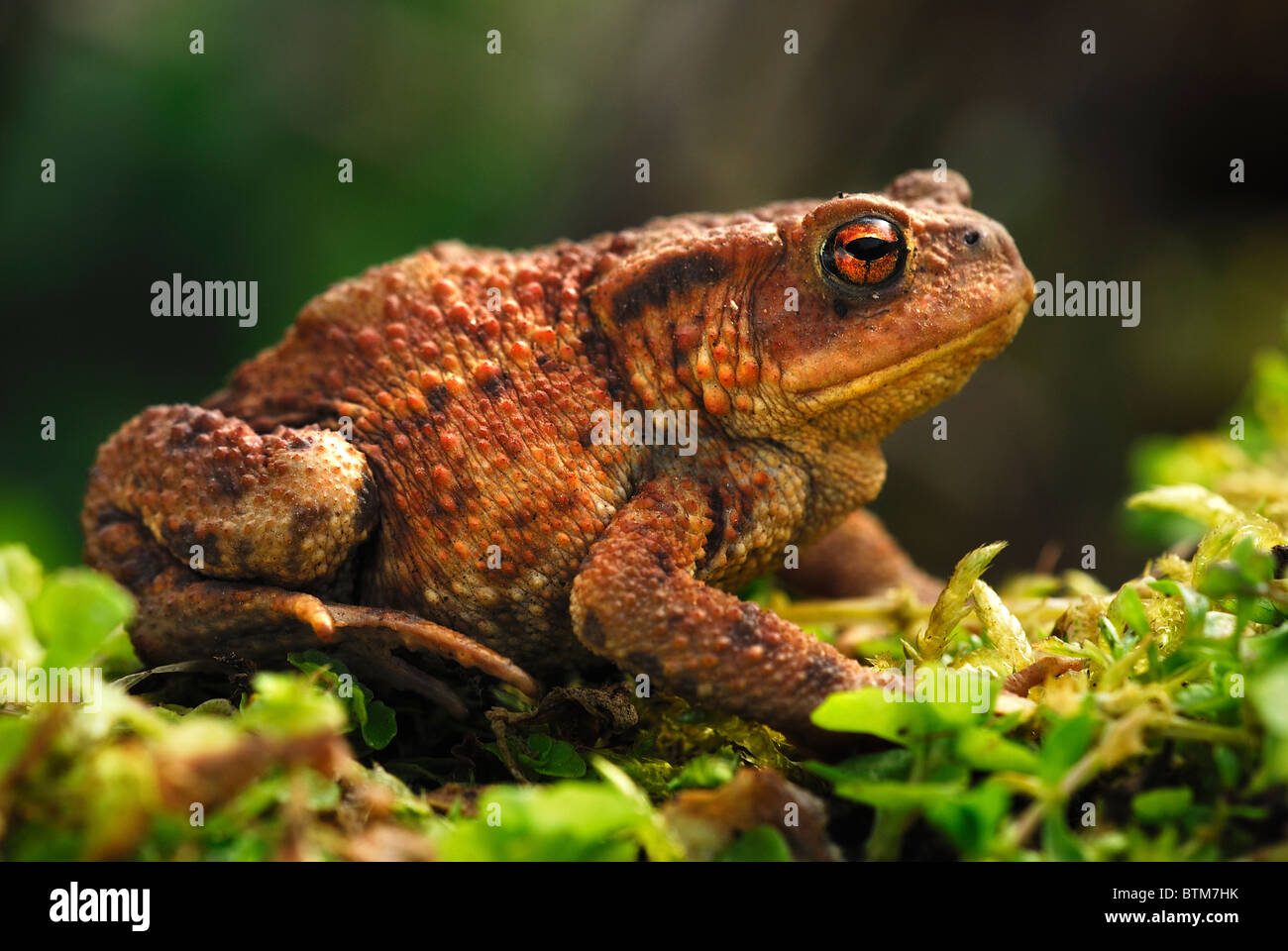Male common toad in spring. Dorset, UK April 2009 Stock Photo