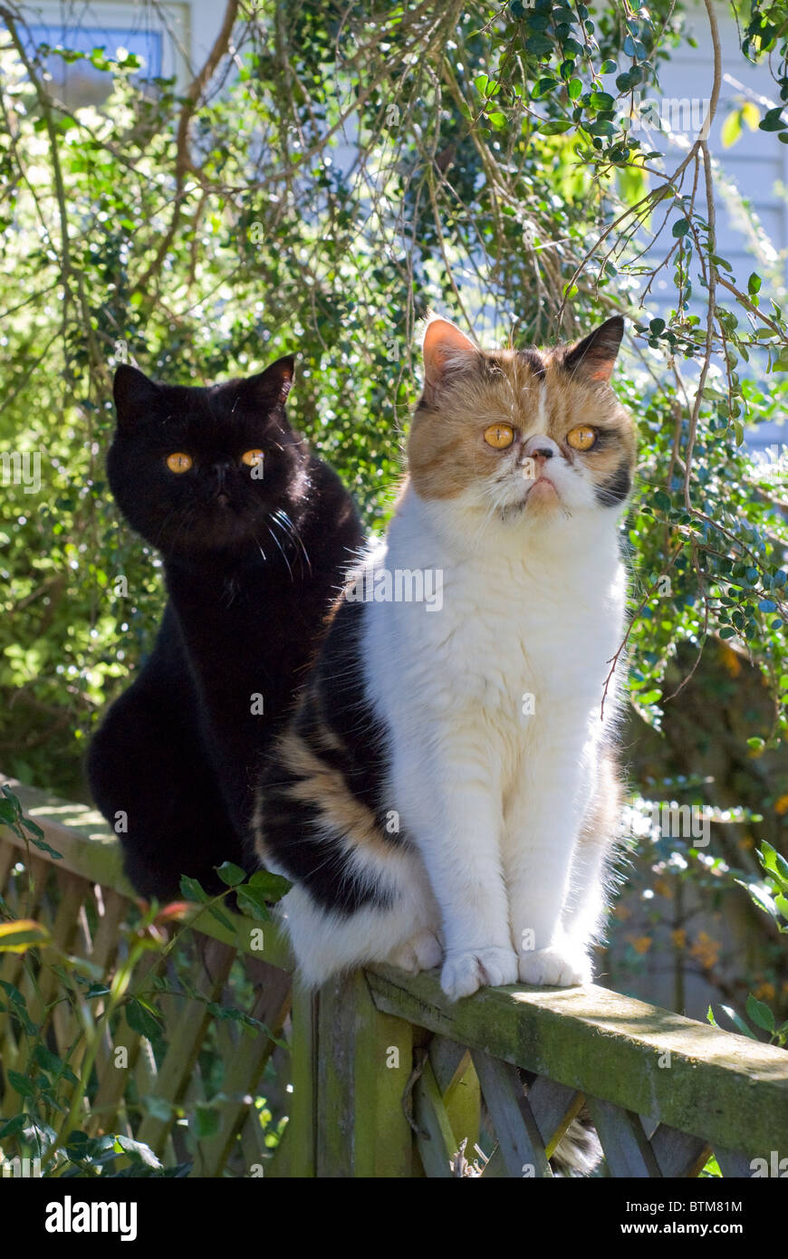 pet cat sitting on a fence Stock Photo - Alamy