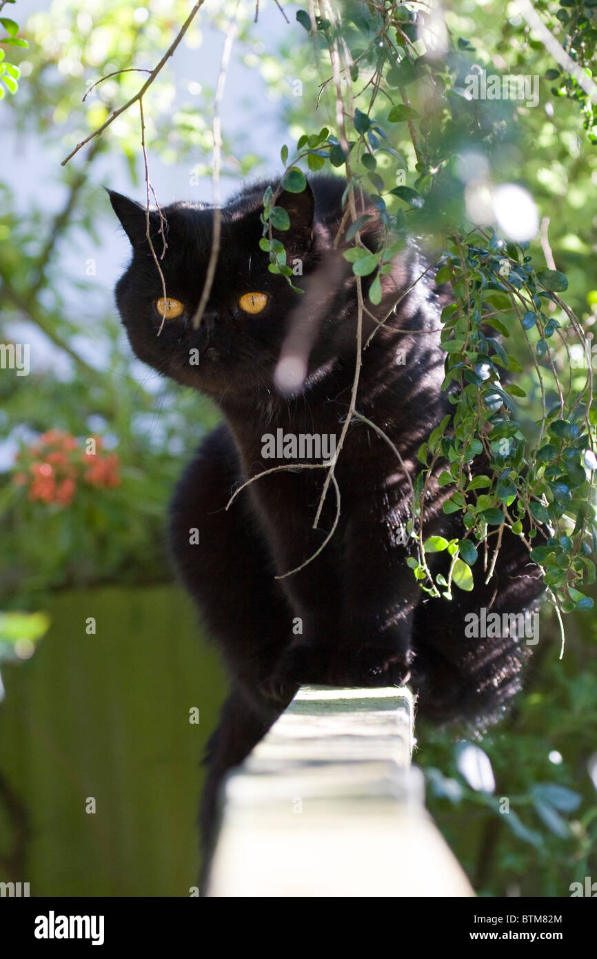 pet cat sitting on a fence Stock Photo - Alamy