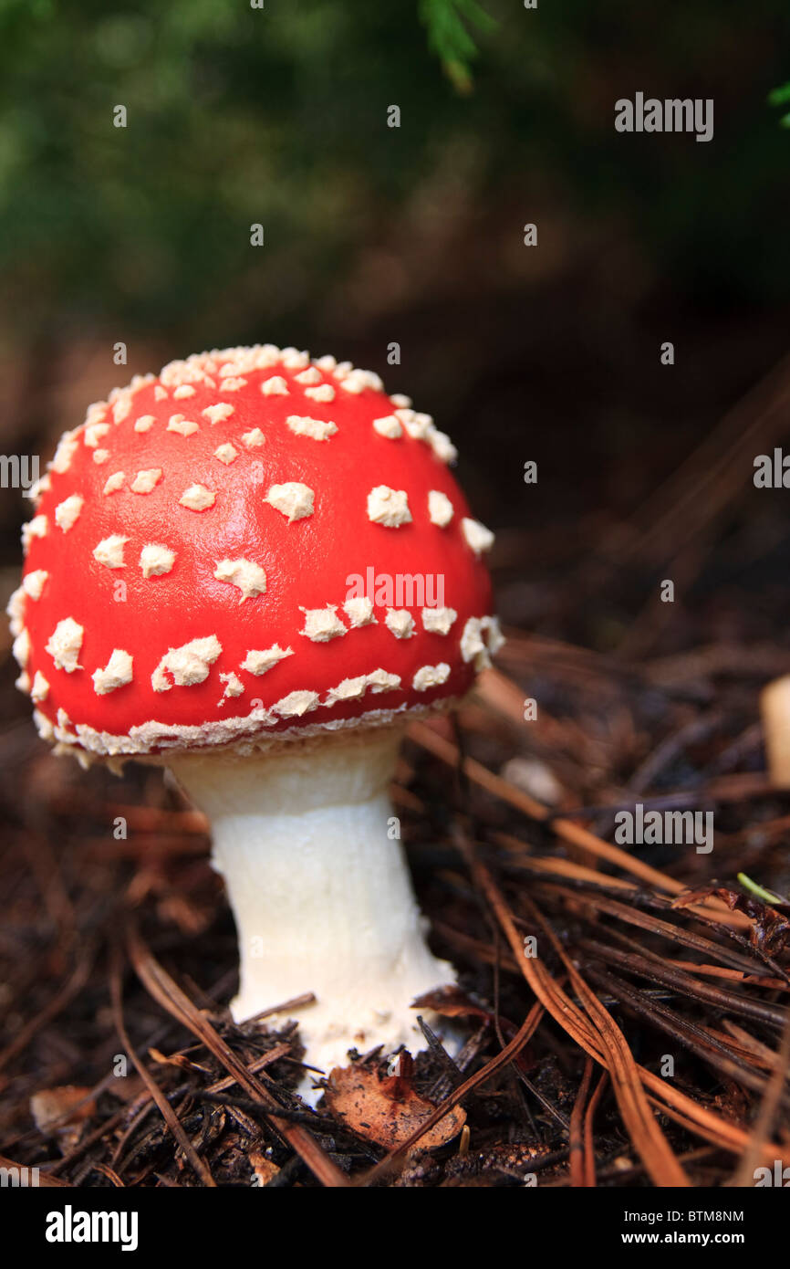 Fly Agaric red toadstool mushroom Stock Photo
