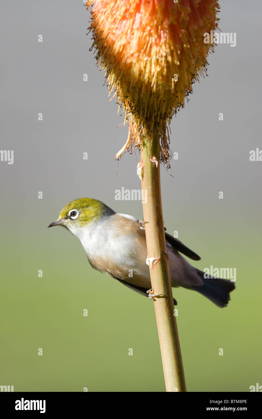 Silvereye Zosterops lateralis perched on red hot poker plant Stock Photo