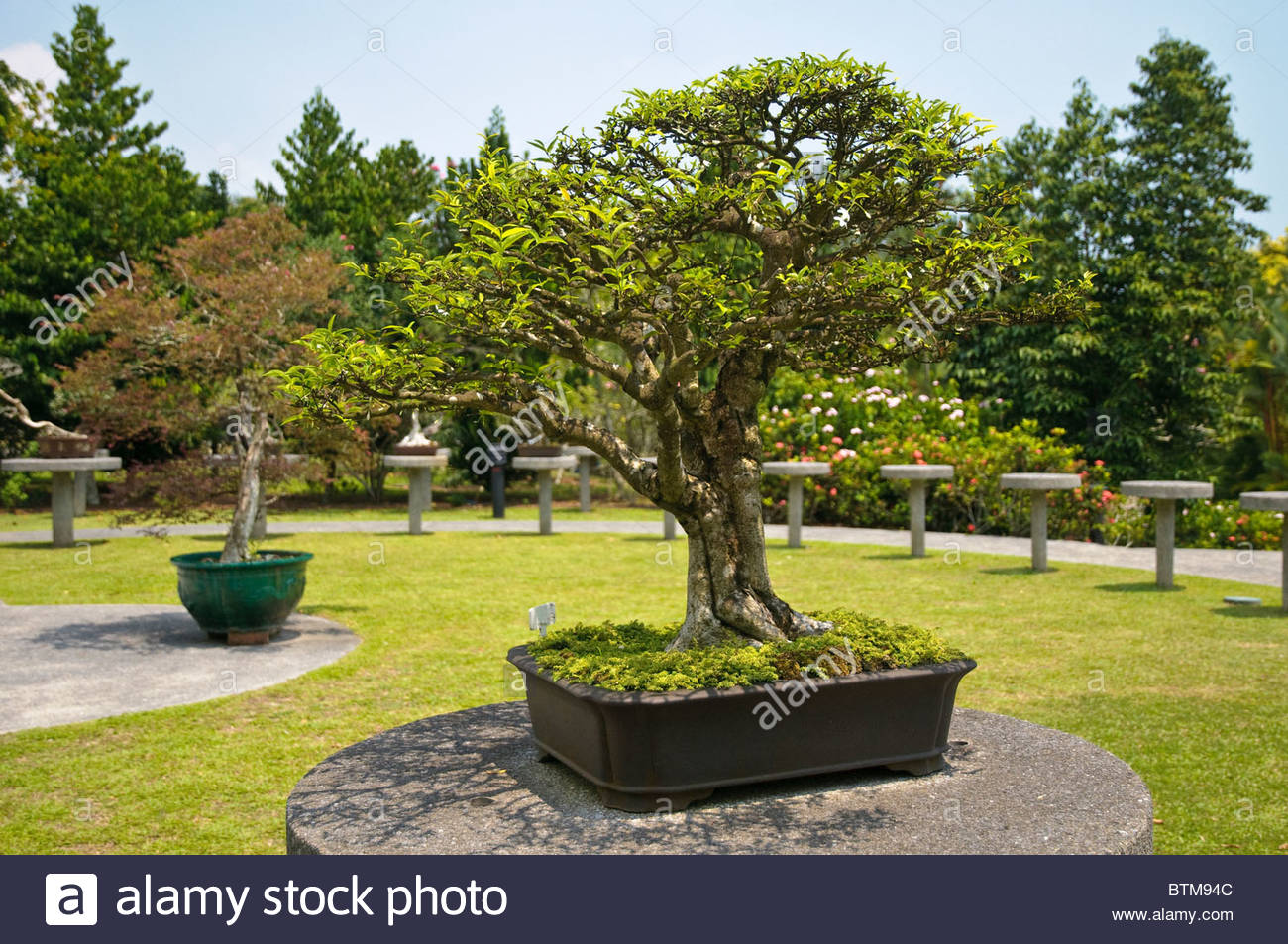 Bonsai tree exhibition, Singapore Botanic Gardens, Singapore Stock