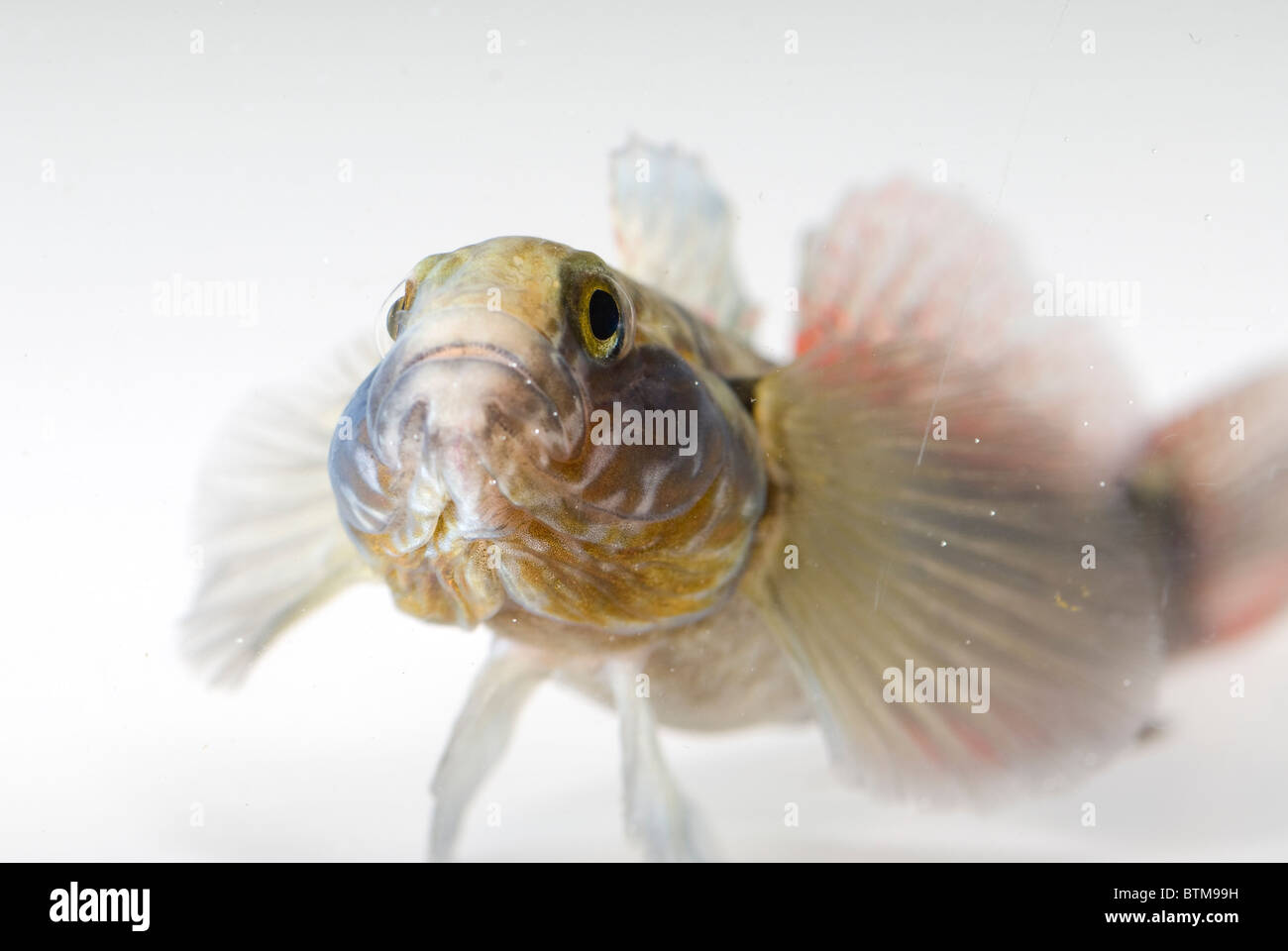 fish close up view Stock Photo - Alamy