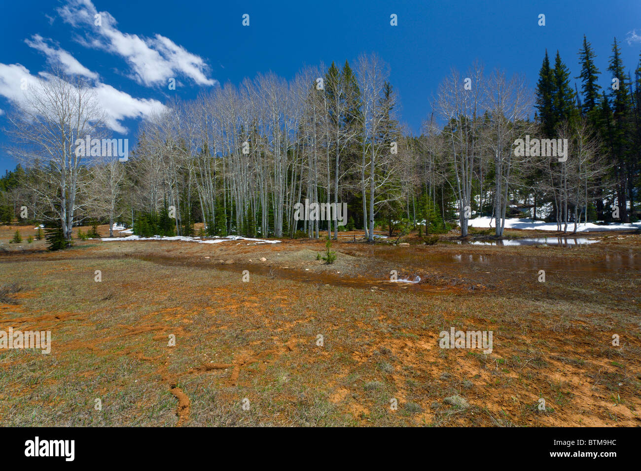 A stand of trees flooded by snow runoff in spring Stock Photo