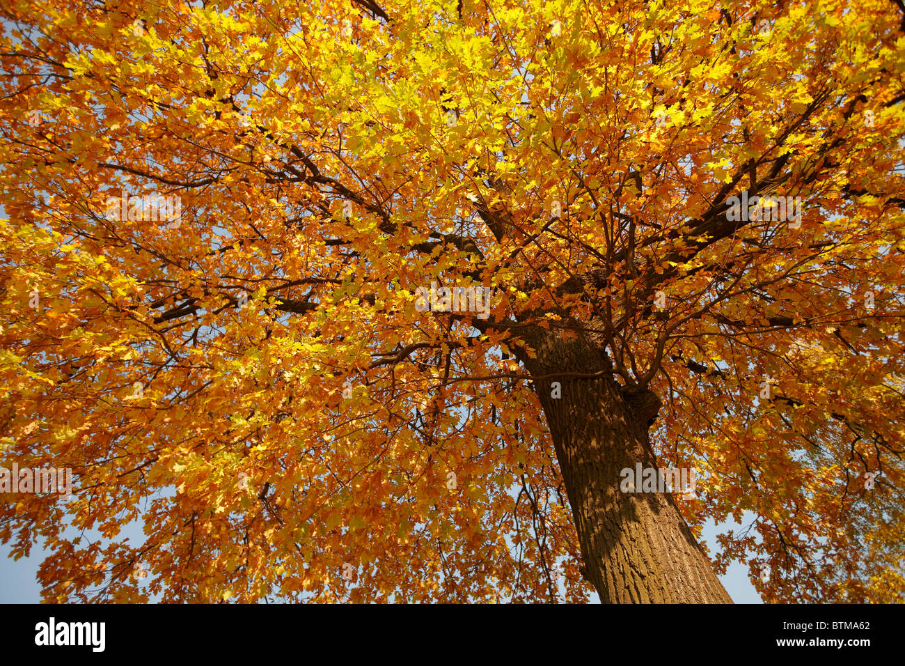 Oak tree in golden autumn colours. Moscow, Russia. Stock Photo