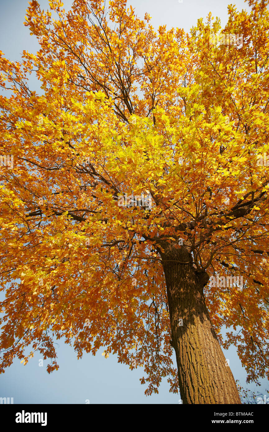 Oak tree in autumn colours Stock Photo - Alamy