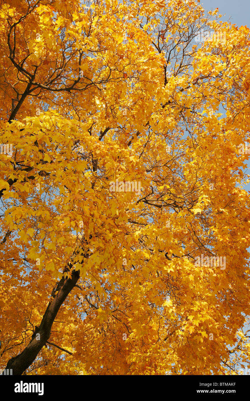 Oak tree in autumn colours. Stock Photo