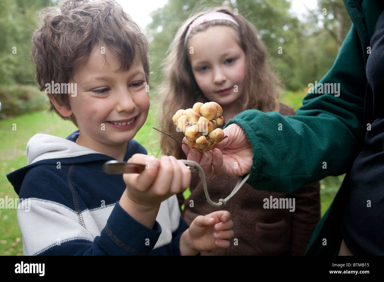 Armillaria mellea, Children foraging Wild Mushrooms, Abinger Roughs, Surrey, England, United Kingdom Stock Photo