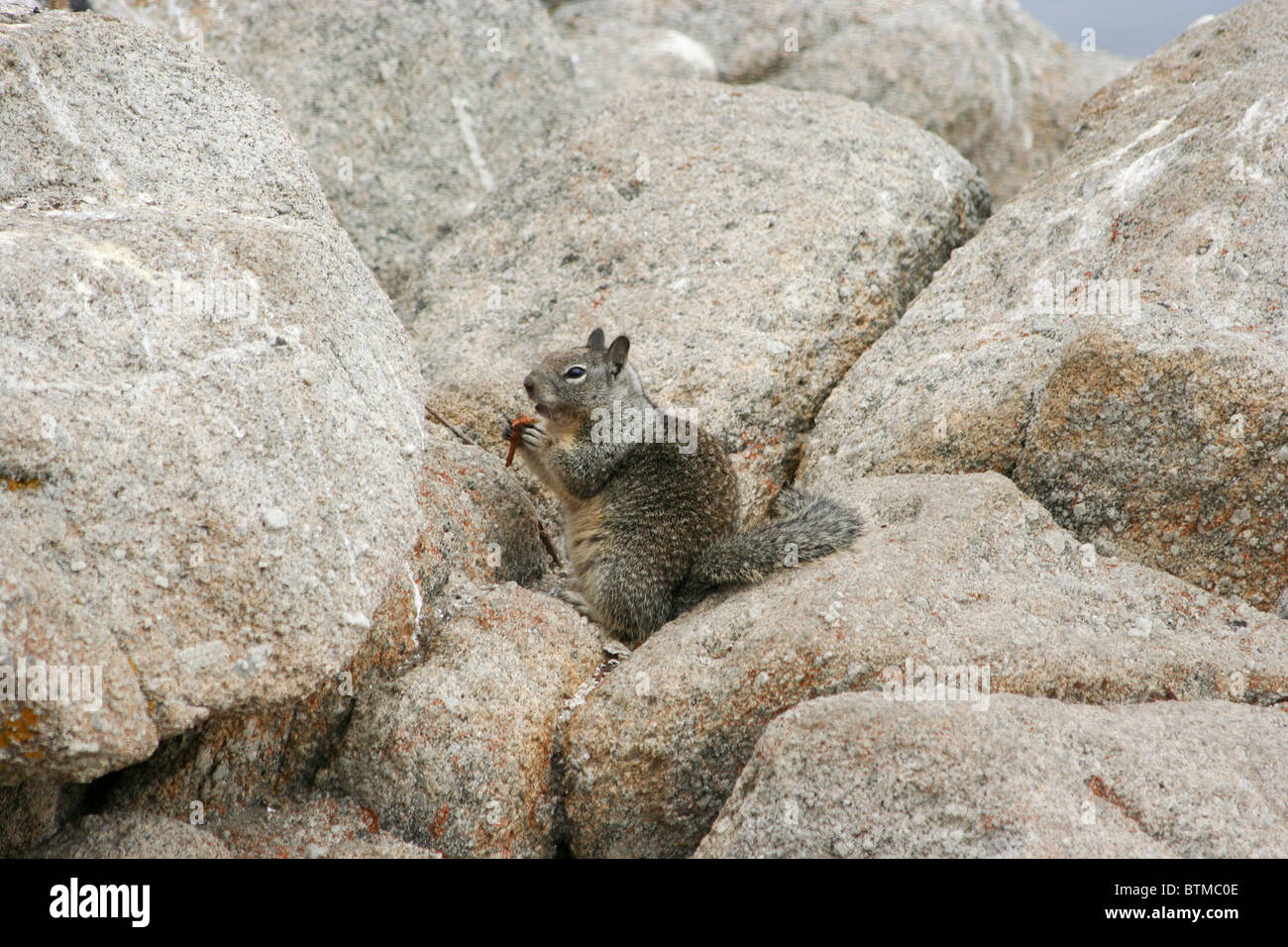 California ground squirrel (Otospermophilus beecheyi) eating whilst sat on a rock Stock Photo