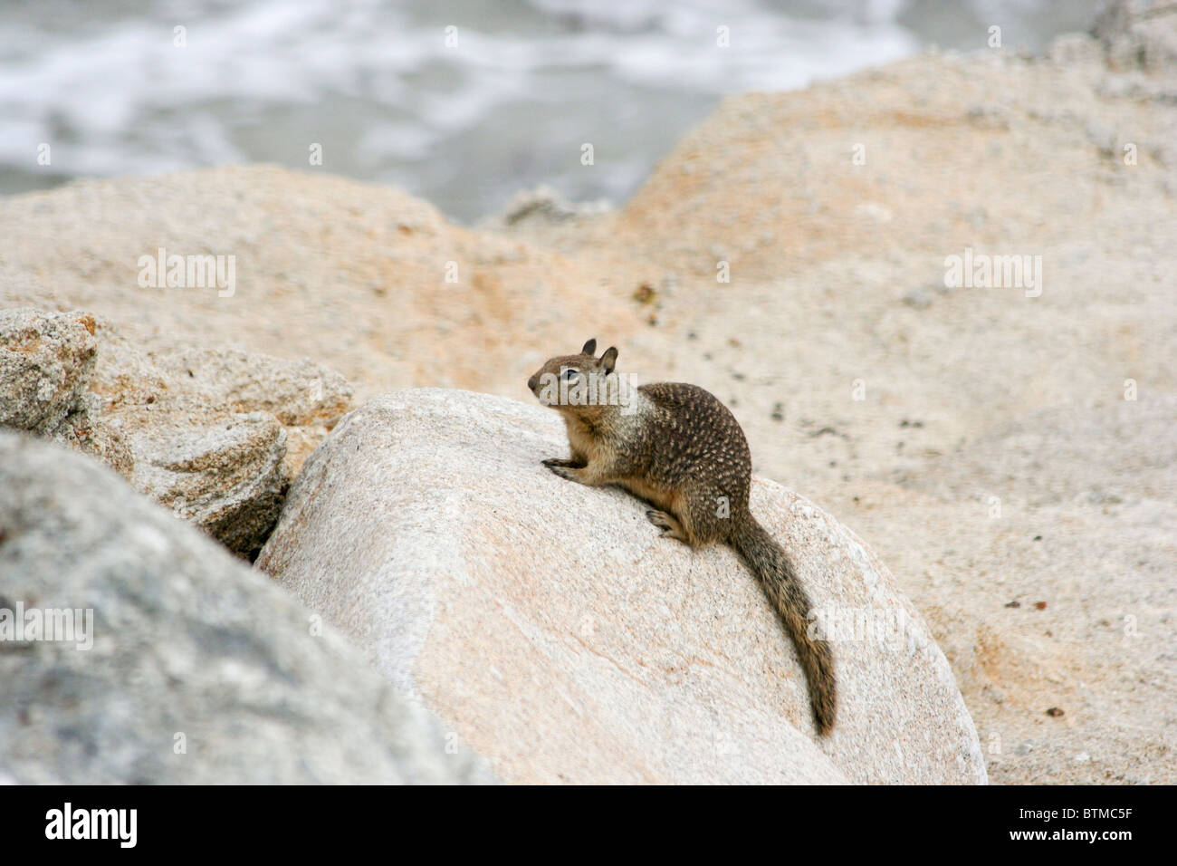 California ground squirrel (Otospermophilus beecheyi) on a rock Stock Photo