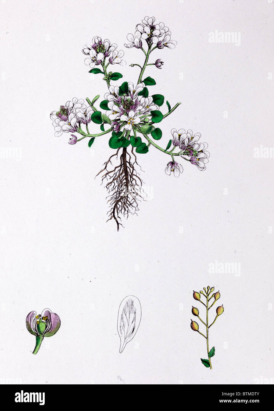 Botanical Print, Mountain Scurvy Grass,Cochlearia alpina, 19th century Stock Photo