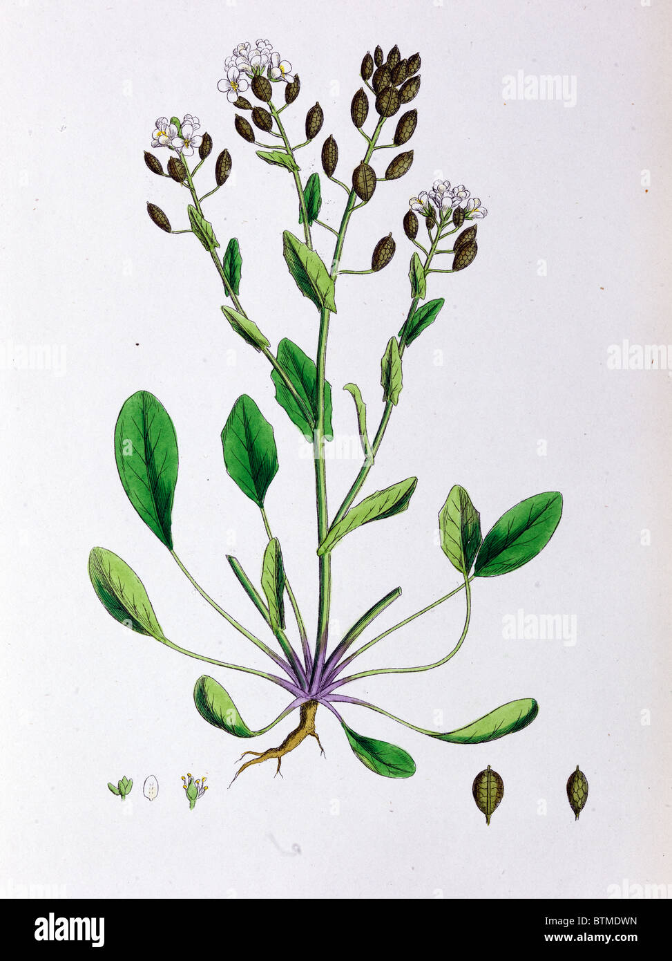 Botanical Print,Long Leaved Scurvy Grass, 19th century Stock Photo