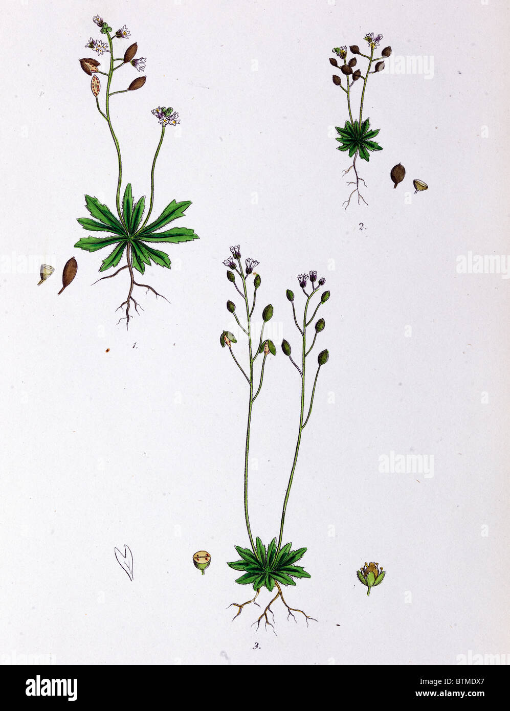 Botanical Print,Common Whitlow Grass, 19th century Stock Photo