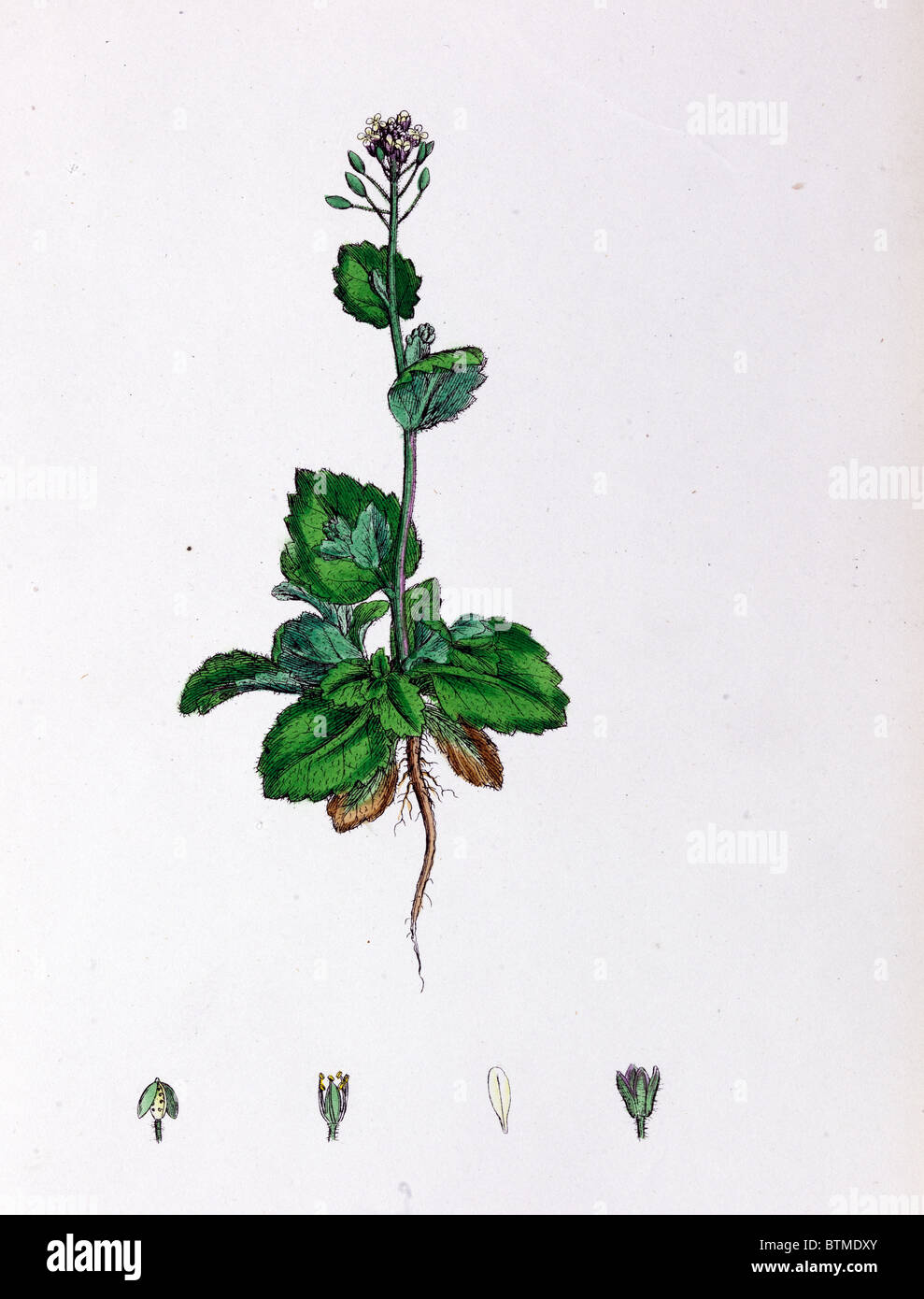 Botanical Print,Speedwell Leaved Whitlow Grass, 19th century Stock Photo