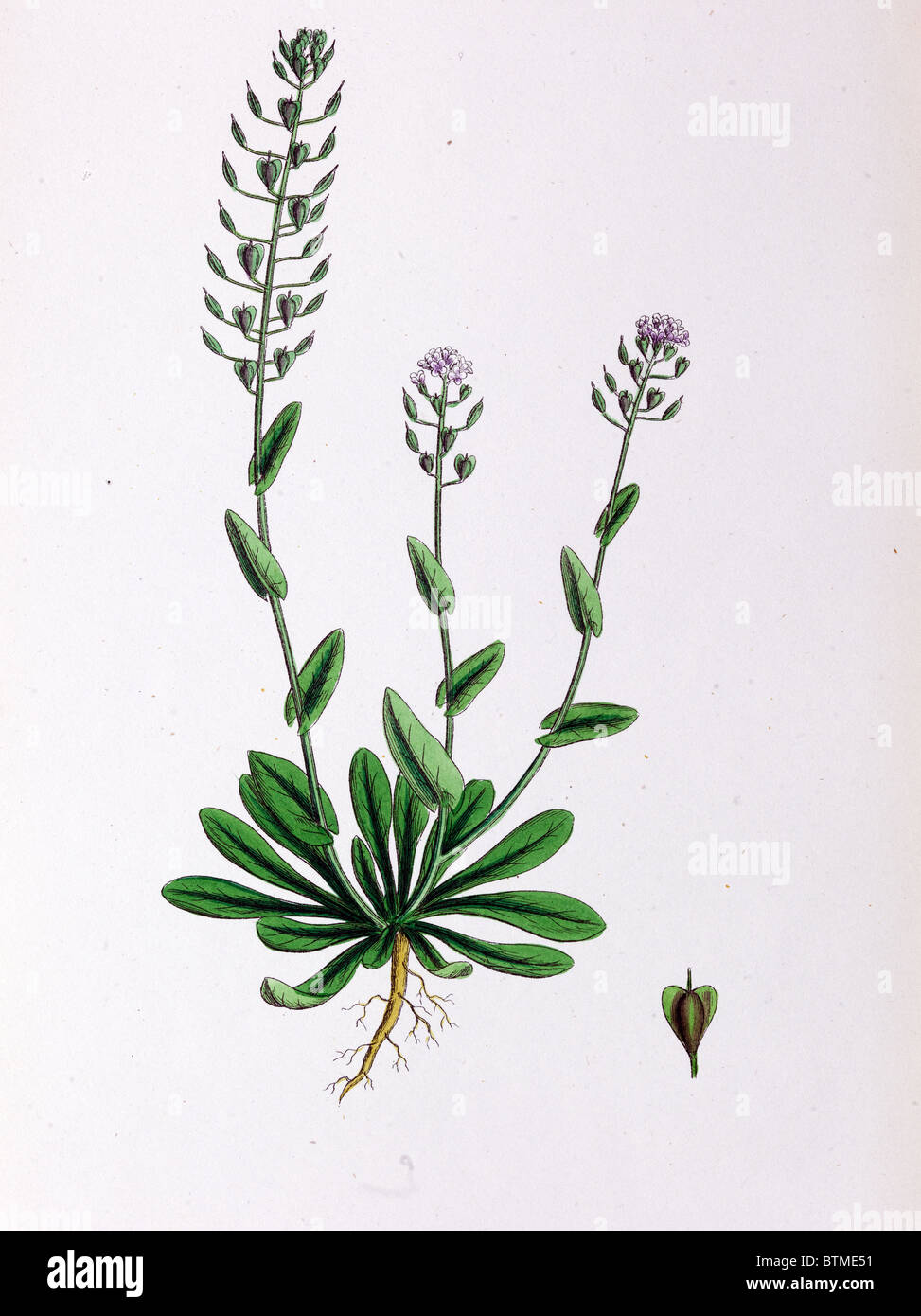 Botanical Print,Long styled alpine Penny Cress, 19th century Stock Photo