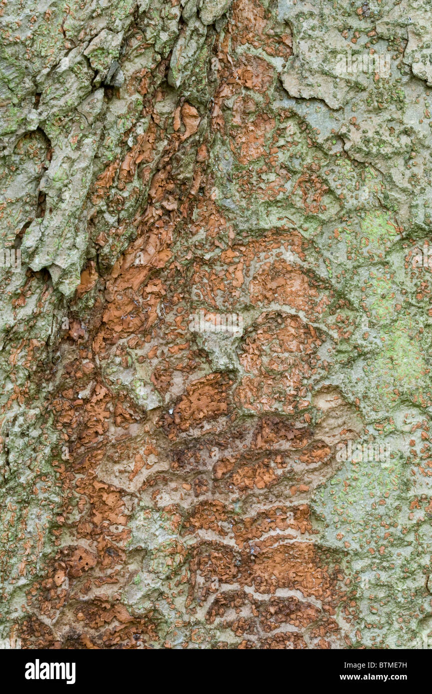 Keyaki or japanese zelkova zelkova serrata hires stock photography and