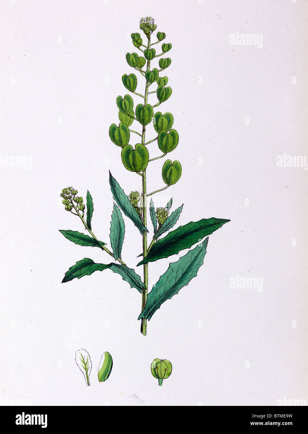 Botanical Print,Field Penny Cress, 19th century Stock Photo