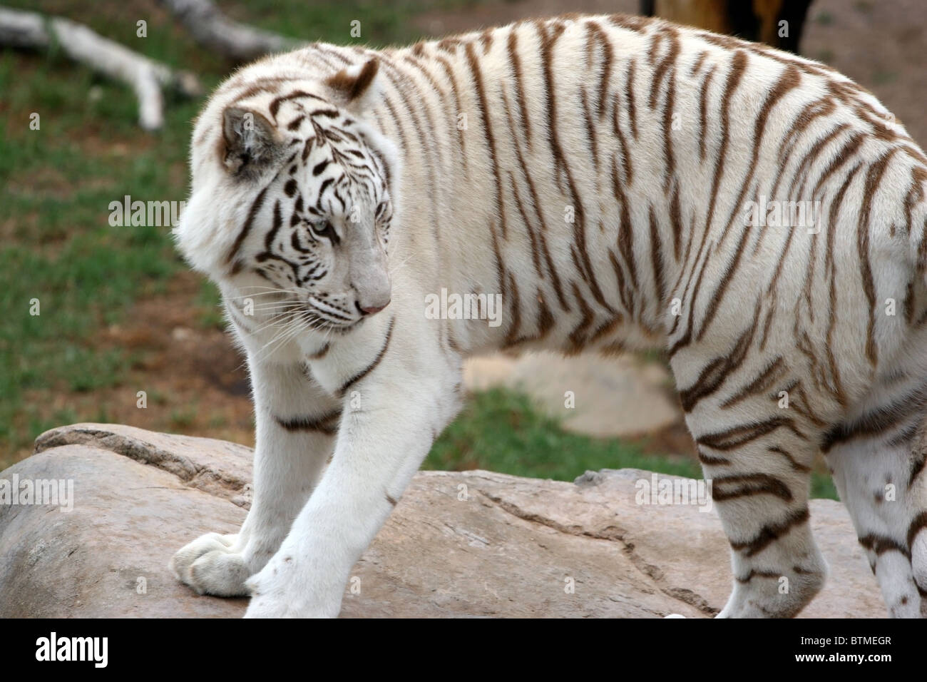 Juvenile White Bengal Tiger, Cango Wildlife Ranch, Oudtshoorn, South Africa. Stock Photo