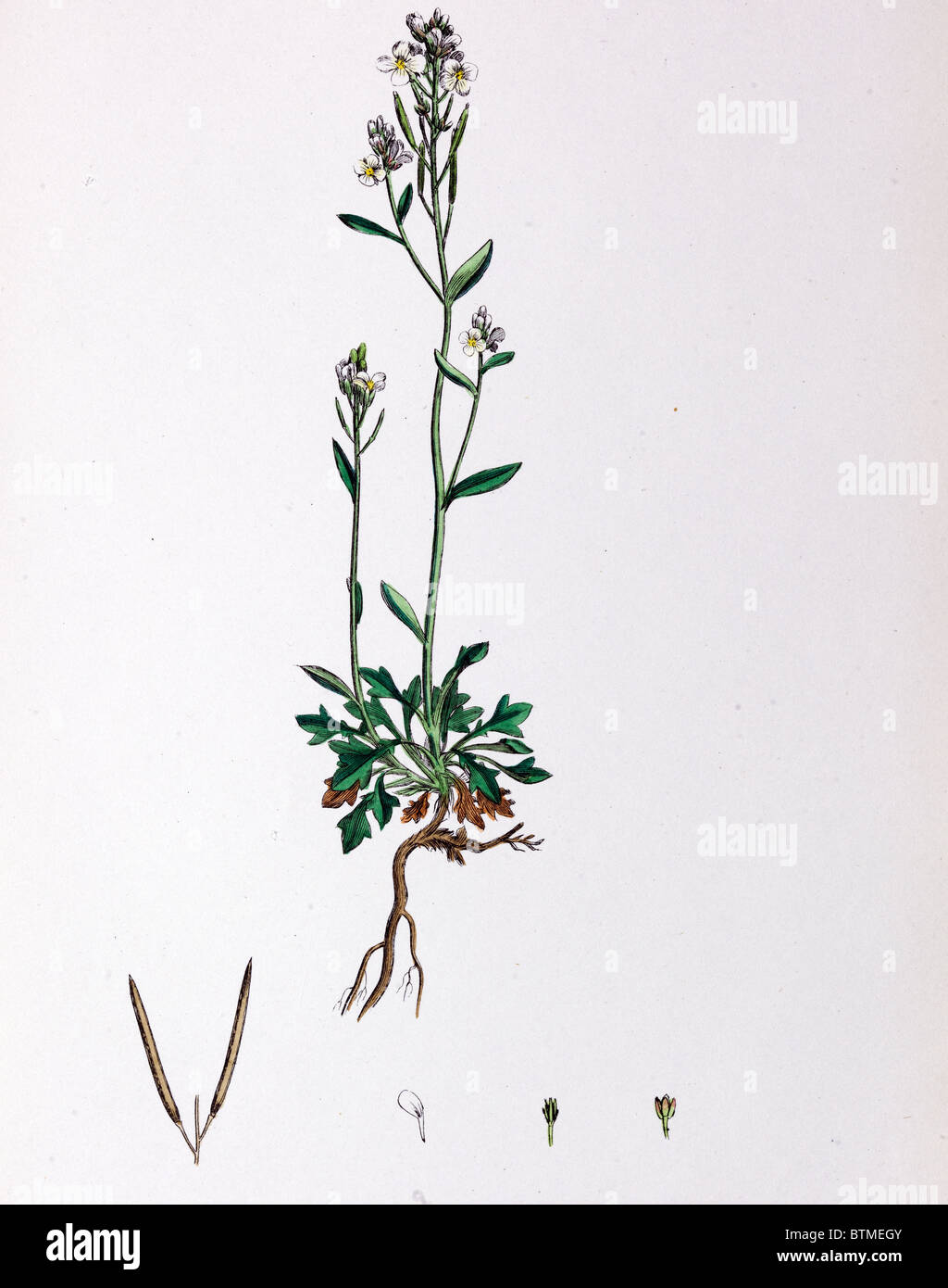 Botanical Print,Alpine Rock Cress, 19th century Stock Photo