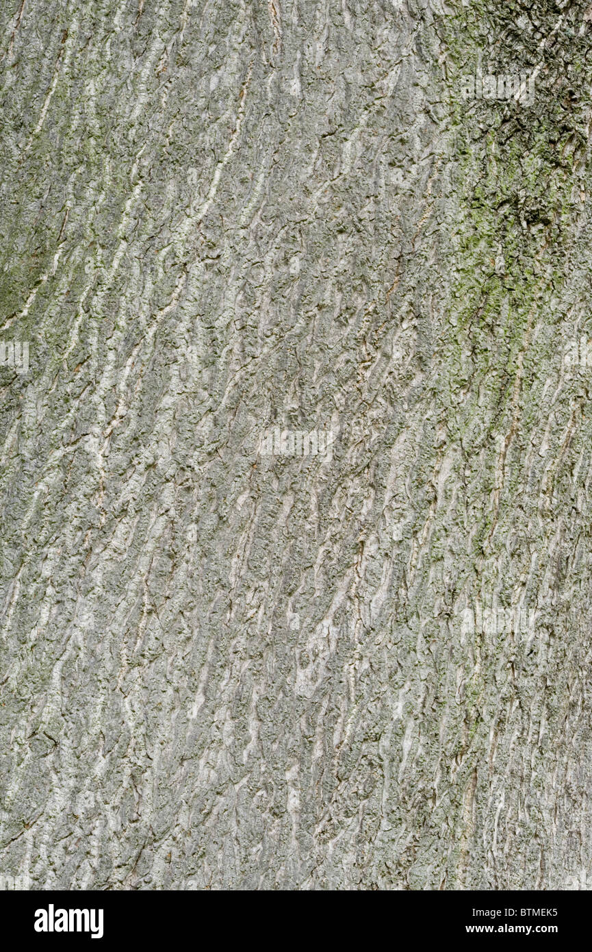 Tree of Heaven (Ailanthus altissima) closeup of the bark