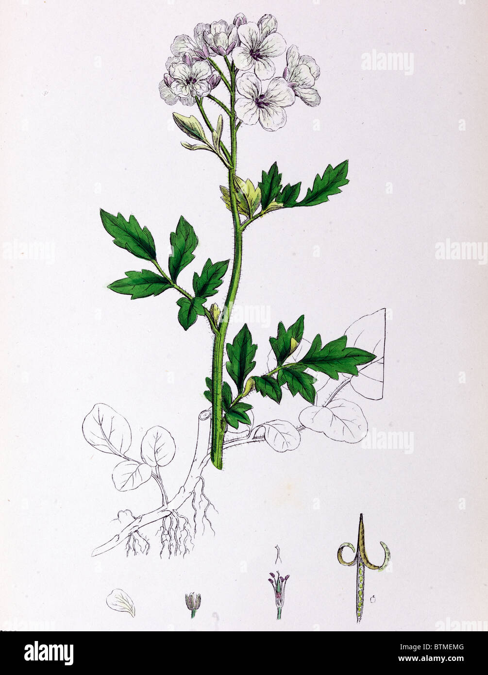 Botanical Print,Bitter Lady's smock, 19th century Stock Photo