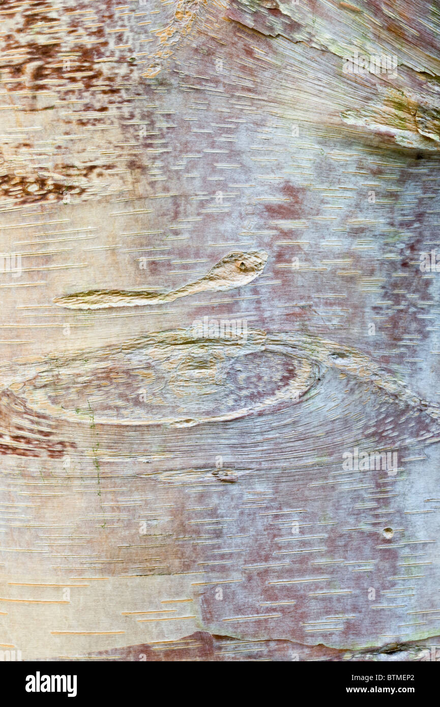 White Chinese birch (Betula albo-sinensis) close-up of the bark ...
