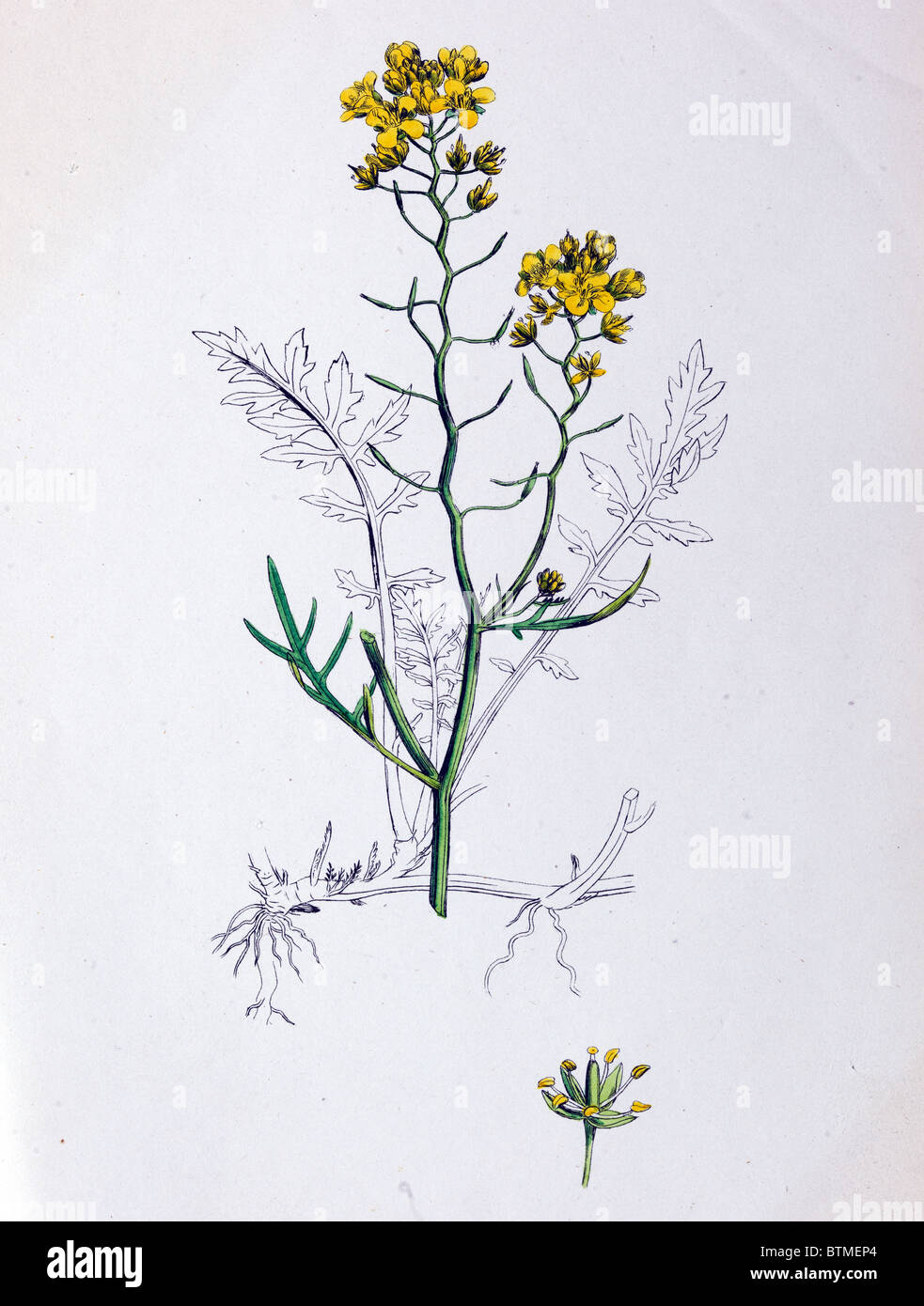 Botanical Print, Creeping Yellow Cress, 19th century Stock Photo
