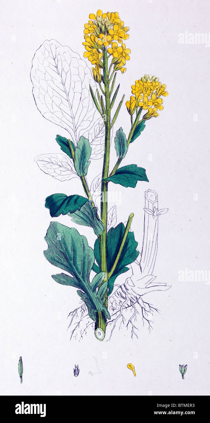 Botanical Print, Common Yellow Rocket, 19th century Stock Photo