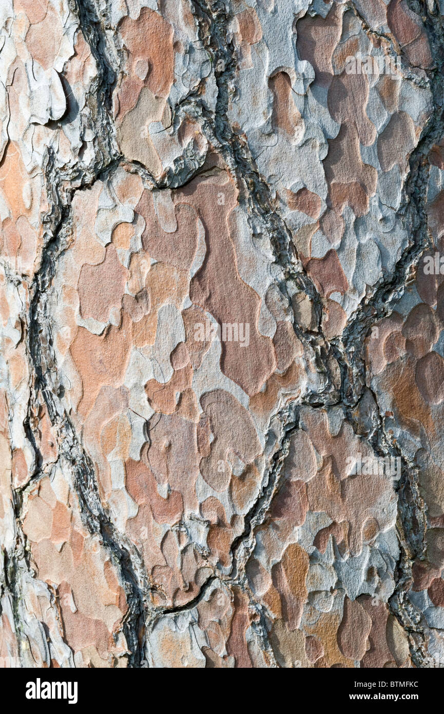Scots Pine (pinus sylvestris) close-up of the bark Cambridgeshire garden England UK Europe Stock Photo