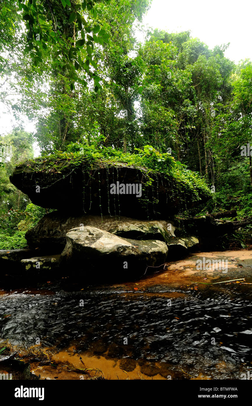 tropical-rainforest-sunny-hi-res-stock-photography-and-images-alamy