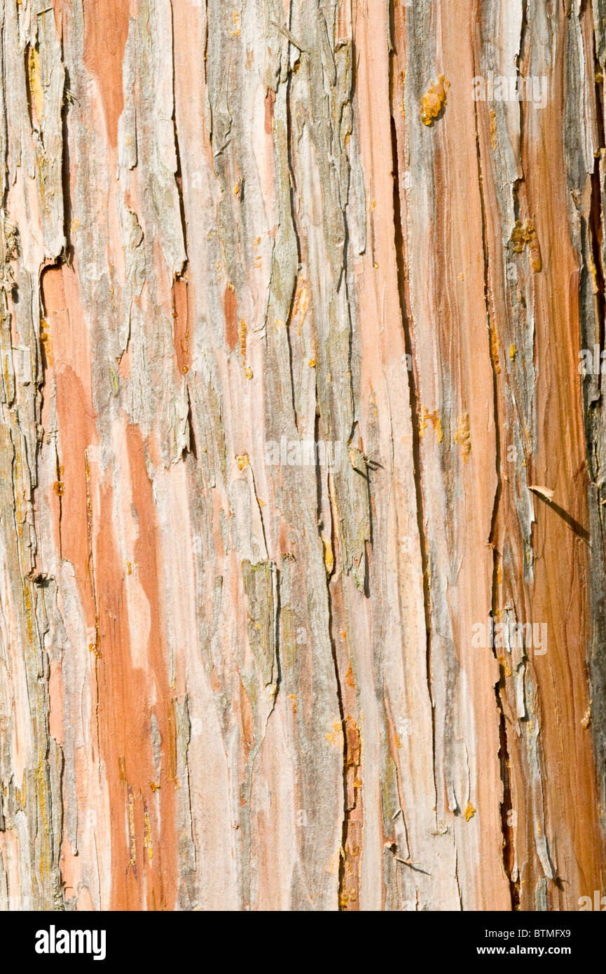 Nootka Cypress (Chamaecyparis nootkatensis) close-up of the bark Cambridgeshire garden England UK Europe Stock Photo