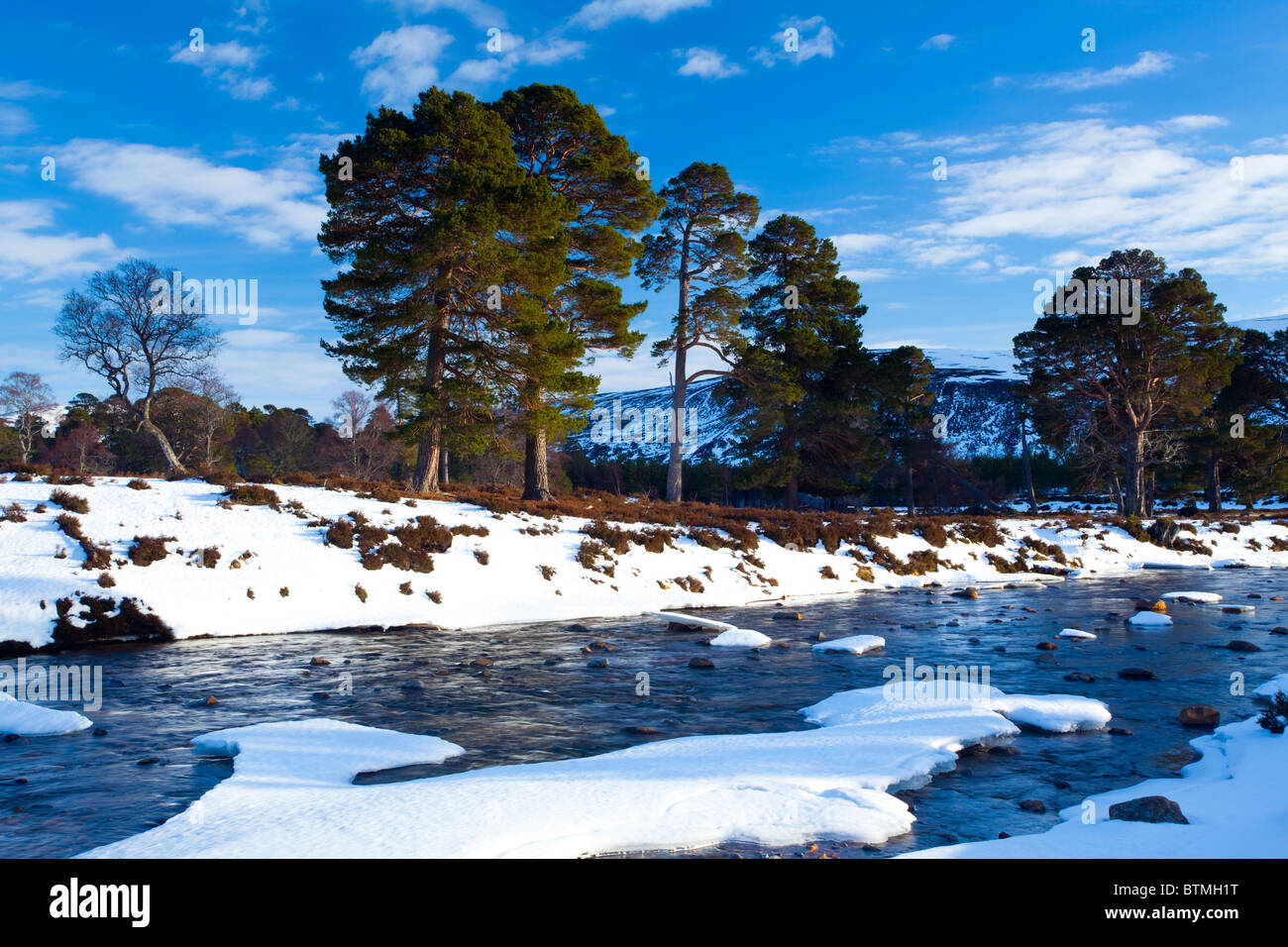 Scotland, Aberdeenshire, Mar Lodge Estate. Scots Pines alongside a mountain river, under the shadow of snow covered hills Stock Photo