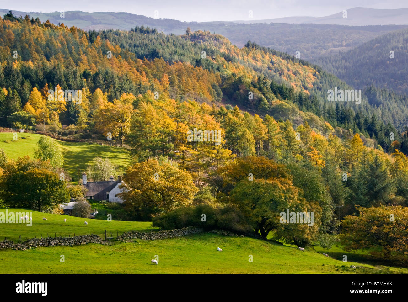 Autumn in the Gwydyr Forest, Near Betws-y-Coed, Snowdonia National Park, Wales, UK Stock Photo