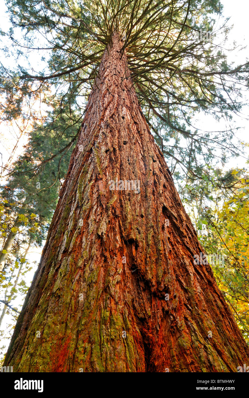 Orign california hires stock photography and images Alamy