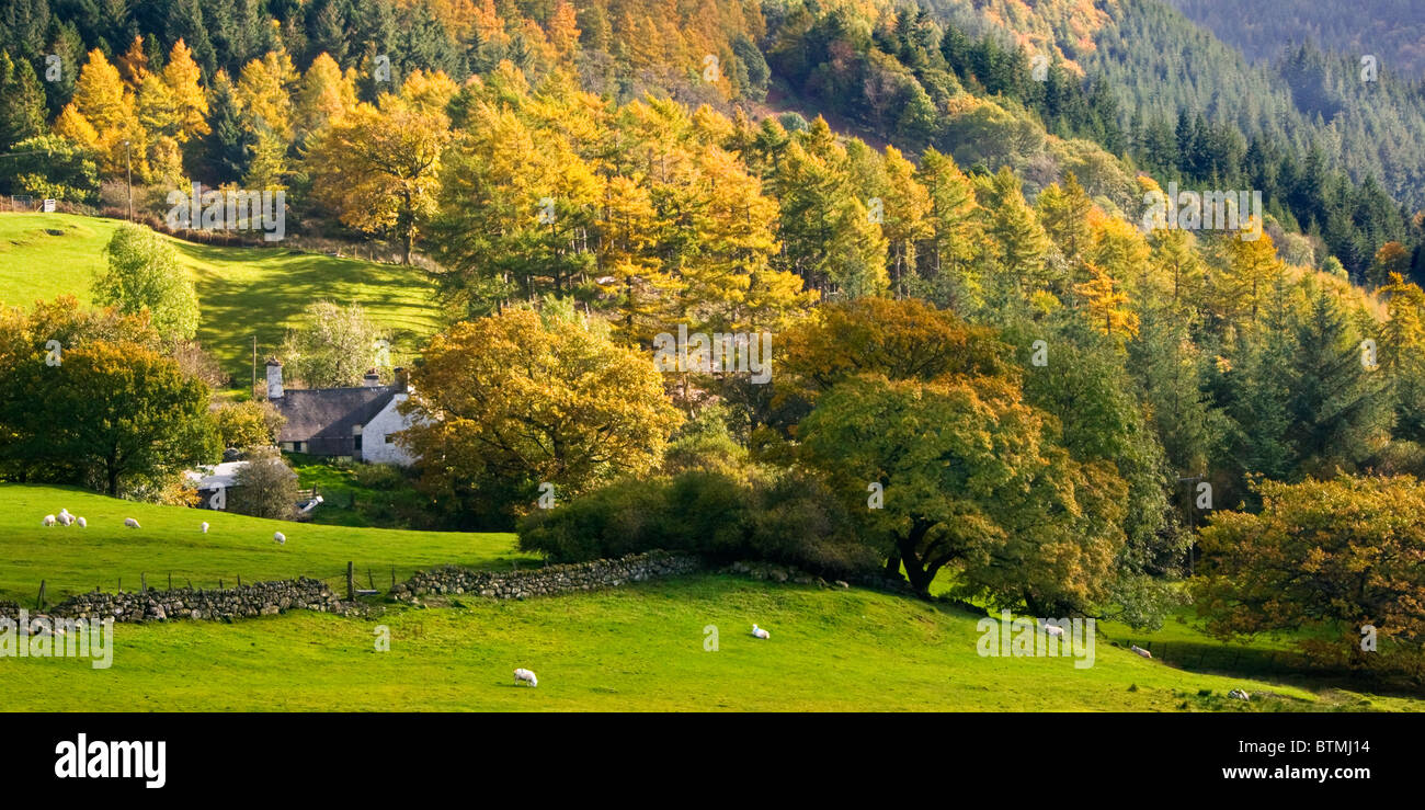 Autumn in the Gwydyr Forest, Near Betws-y-Coed, Snowdonia National Park, Wales, UK Stock Photo