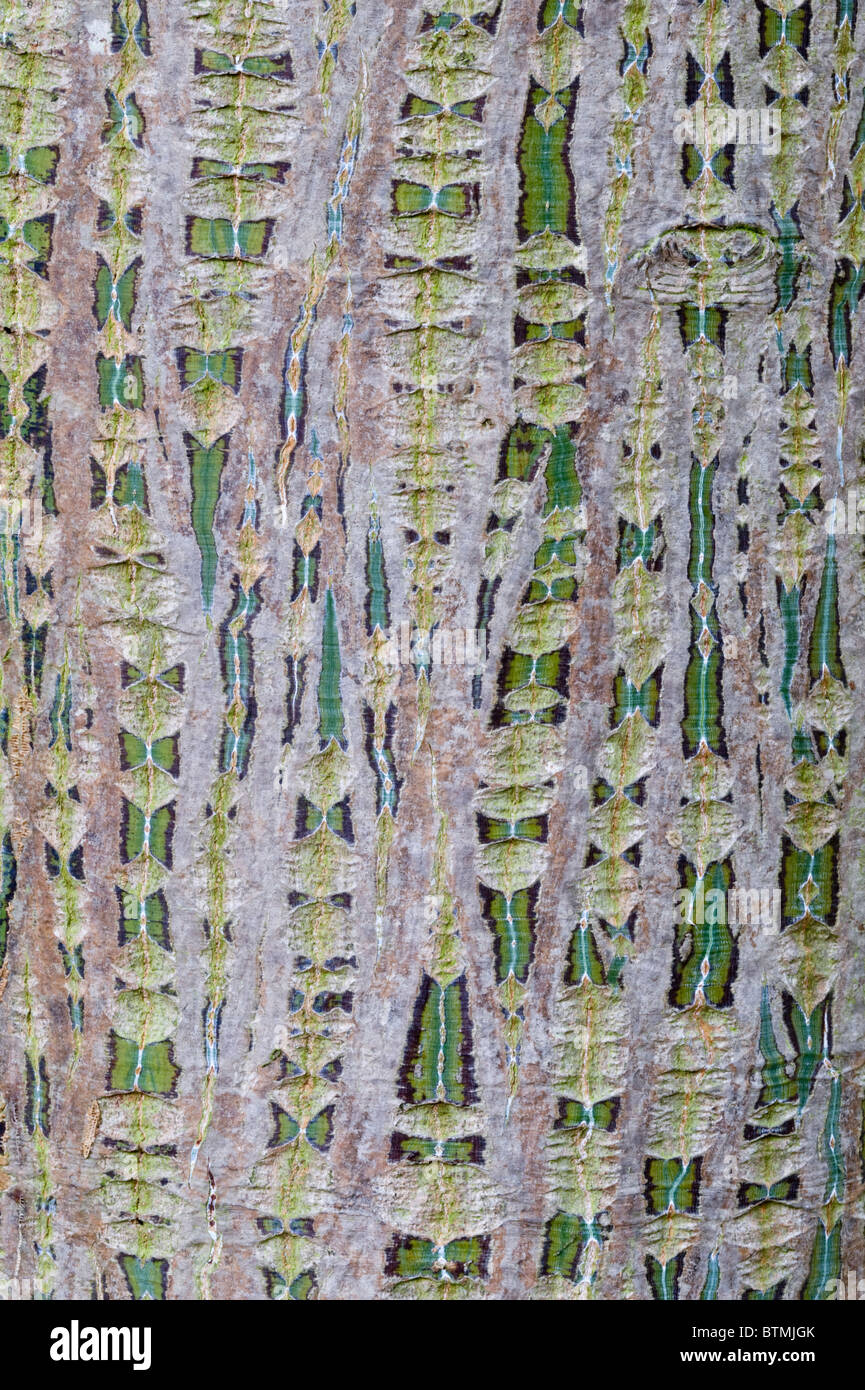 Stripebarked Maple (Acer davidii grosseri) close-up of the bark botanical garden Cambridgeshire  England UK Europe Stock Photo