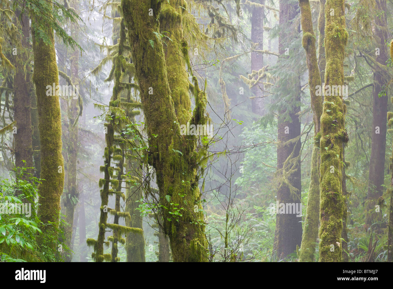 Mossy Spruce trees in fog on the Pacific coast of Oregon Stock Photo