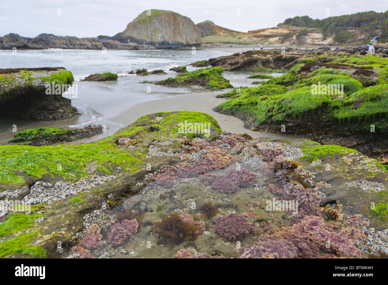 Seal Rock State Park on the Pacific Ocean coast of Oregon Stock Photo