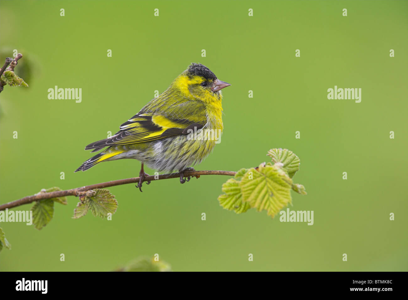 Eurasian Siskin Carduelis spinus adult male perched on hazel at Loch Frisa, Isle of Mull, Scotland in May. Stock Photo
