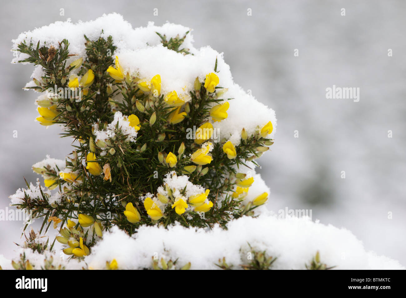 A snow covered gorse bush in Ireland Stock Photo Alamy