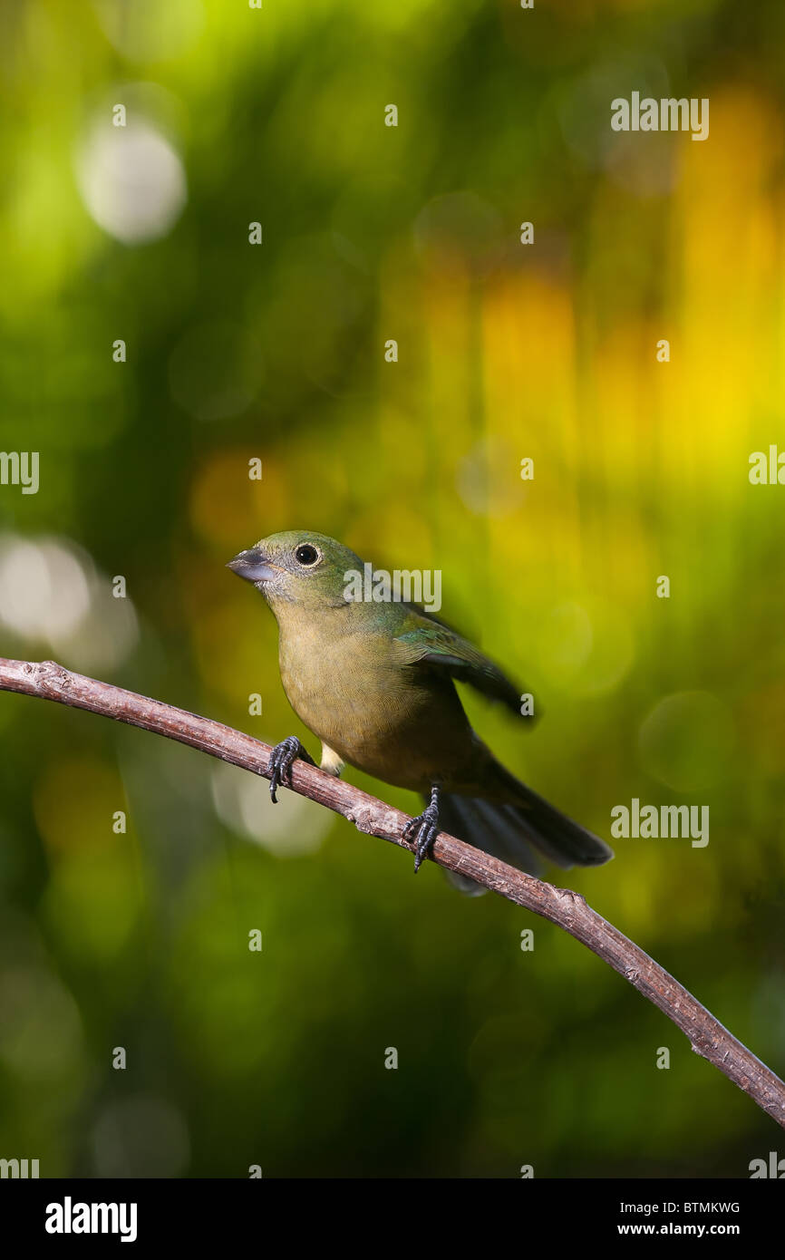 Female painted bunting hires stock photography and images Alamy