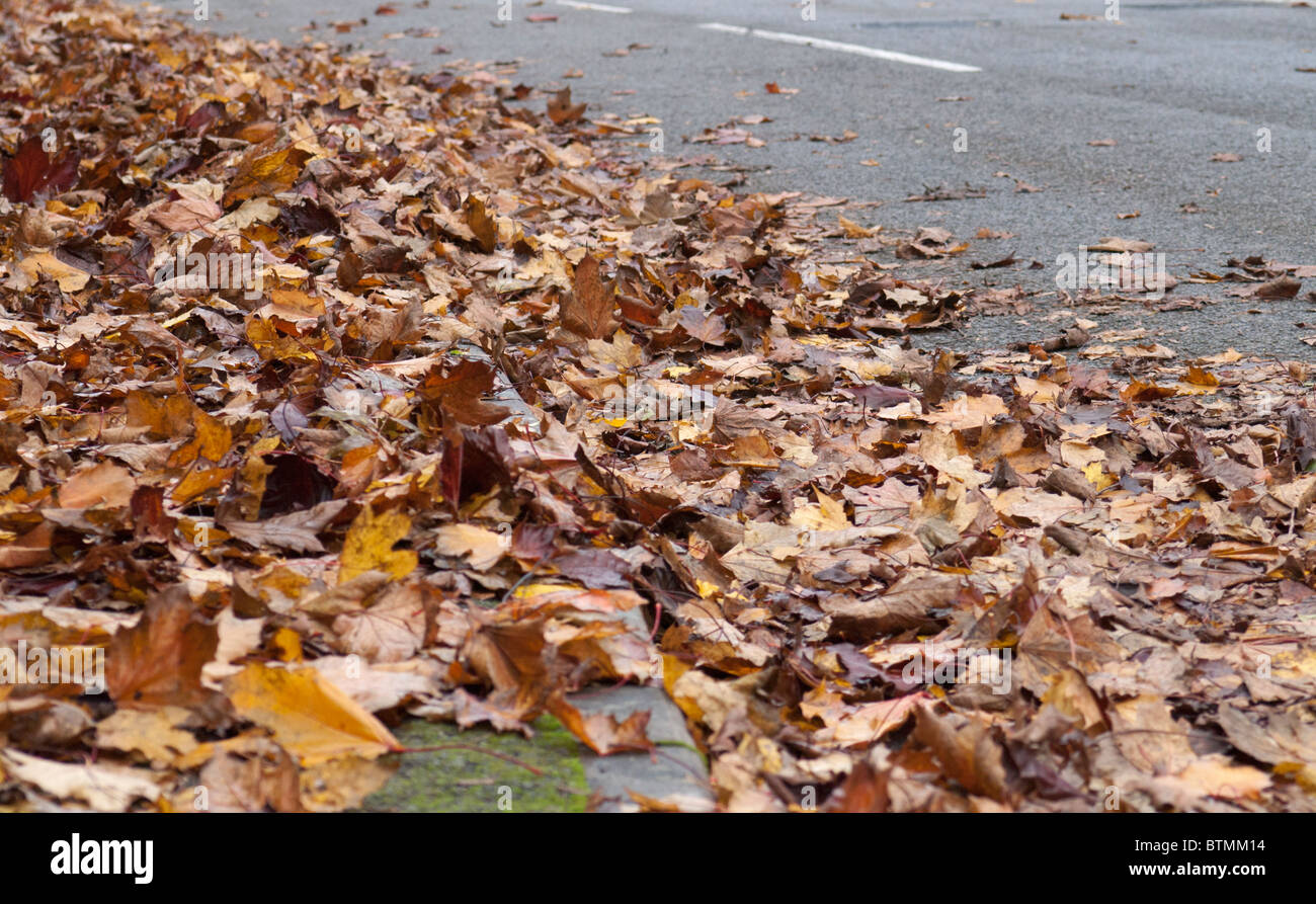 Fallen leaves on the ground hi-res stock photography and images - Alamy