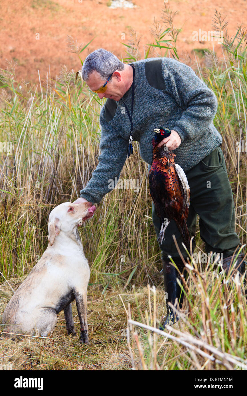 Man holding a shot dead pheasant at a Game shoot with a golden Labrador gun dog. Wales, UK, Britain. Stock Photo