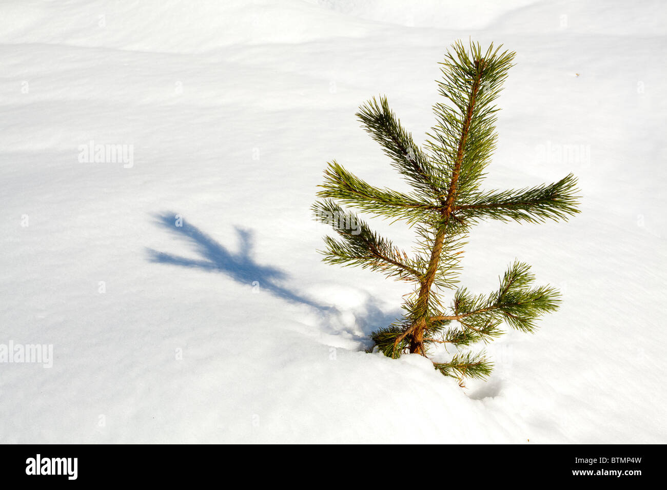 Scotland, Scottish Highlands, Cairngorms National Park. Snow covered Fir Trees in the Rothiemurchus Estate near Aviemore. Stock Photo